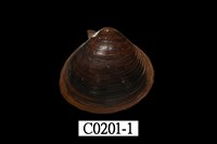 藏品(日本蜆)的圖片